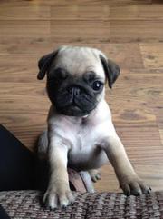 PUG Puppies For Sale SHRADDHAKENNEL @ 9540702606 