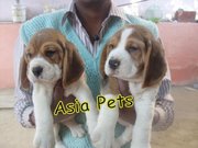 BEAGLE  Puppies  For Sale  ® 9911293906 