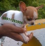 CHIHUAHUA Puppies  For Sale  ® 9911293906   
