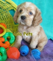 Cocker Spaniel Puppies  For Sale  ® 9911293906 