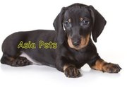 Dachshund  Puppies  For Sale  ® 9911293906 