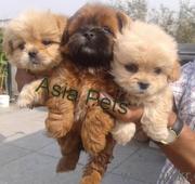 Lhasa Apso  Puppies  For Sale  ® 9911293906 