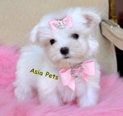 Maltese  Puppies  For Sale  ® 9911293906 