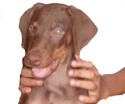 DOBERMAN PUPPY'S WITH IKC CERTIFICATE