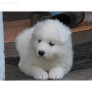SAMOYED  PUPPIES FOR SALE  @ ANSHUKENNEL