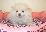 POMERANIAN  PUPPIES FOR SALE  @ ANSHUKENNEL