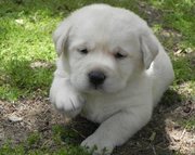 Lab puppies for sale in mcallen texas