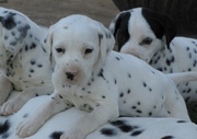 DALMATIAN PUPPIES FOR SALE  @ ANSHUKENNEL, , , 