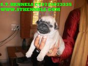 CHAMPION LINAGE PUG PUPPIES FOR SALE