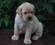 trust kennel offer's labrador pups for sale.
