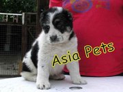 ALABAI PUPPIES FOR SALE 9911293906
