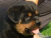 rottweiler puppies KCI registred with micro chip for sale.