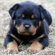 Rottwieller Puppies for sale with Papers and Microchip 9739365509, 