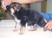 show quality, imp lineage german shepherd pup for sale 