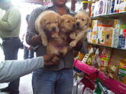 GOSWAMI KENNELS -Kennel Club Registered dogs/puppies 4 sale in manipur