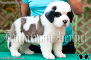 Saint Bernard pups Available in India