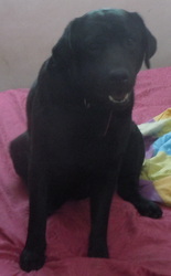 1yr and 6months old Black colour Labrador