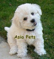 Dogs For Sale Puppies For Sale India Ads India Dogs For Sale