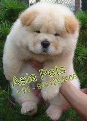 CHOW CHOW PUPPIES FOR SALE ARYAN KENNEL - 9555944924