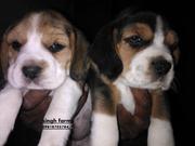 Beagle pups for sale.Import champion parents. Kci papers & micro-chip.