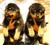 Rottweiler pups 4 sale. top specimen ultimate quality. kci regd & chip