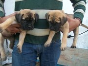 kci regd bullmastiff puppies for sale in Kerala import pedigree 