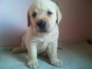 adorable show quality LABRADOR puppies for sale.trust kennel.
