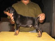 adorable show quality DOBERMAN puppies for sale.trust kennel