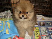 adorable show quality POMERANIAN puppies for sale.trust kennel 09