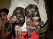 adorable show quality german shepherd puppies for sale.trust kennel