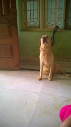 Female Labrador Adult 13 Months Old for Sale