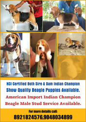KCI Regd Both Father & Mother Indian Champion Show Quality Beagle Pupp