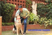 Best Dog Homeopathy in South Delhi 