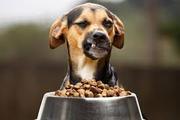 Buy Wet Dogs & Puppy Food Online at Best Prices in India