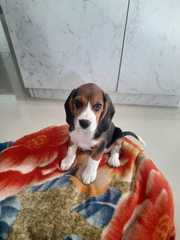 Male Beagle 75 days old.