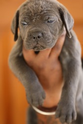 CANE CORSO PUPPIES FOR SALE