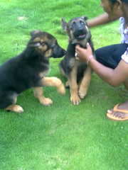 G.S.D puppies for sale