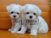 Show Quality   Maltese   Puppy Available at Joshikennel 