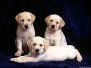 Labrador Pup sales