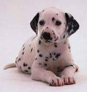  Available Dalmatian pups