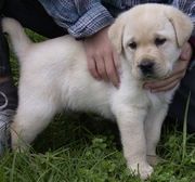 Labrador dog puppy price in chennai