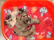5 Male Pugs for Sale & Adoption - Bangalore
