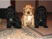 american cocker spianel puppies for sale at very reasonable price